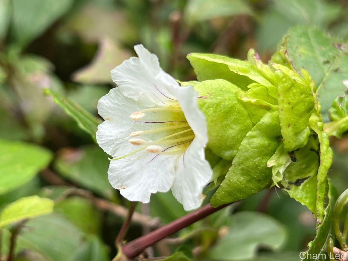 Strobilanthes hookeri Nees